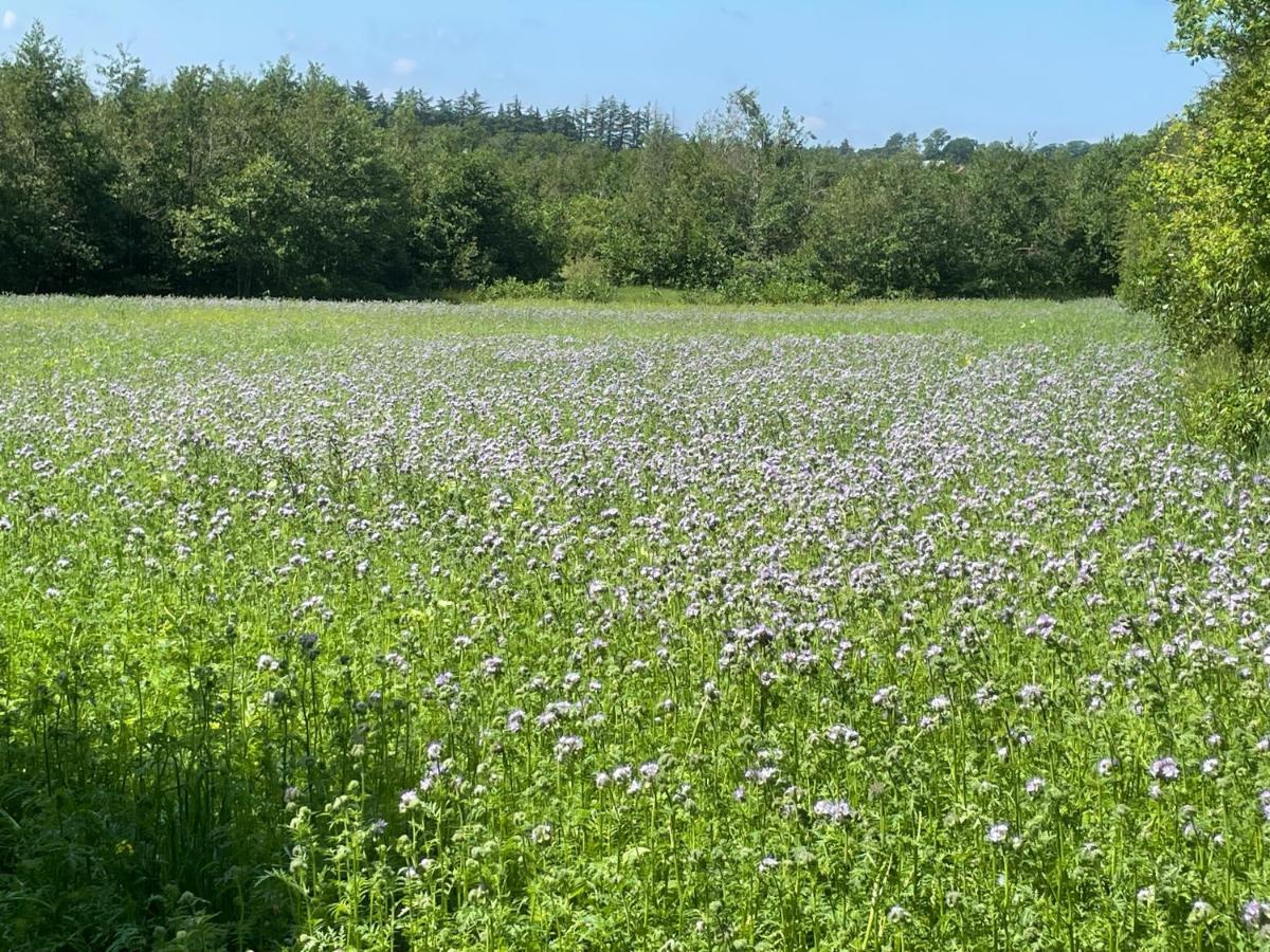 Korsholt-Natur B-B Sindal Eksteriør billede